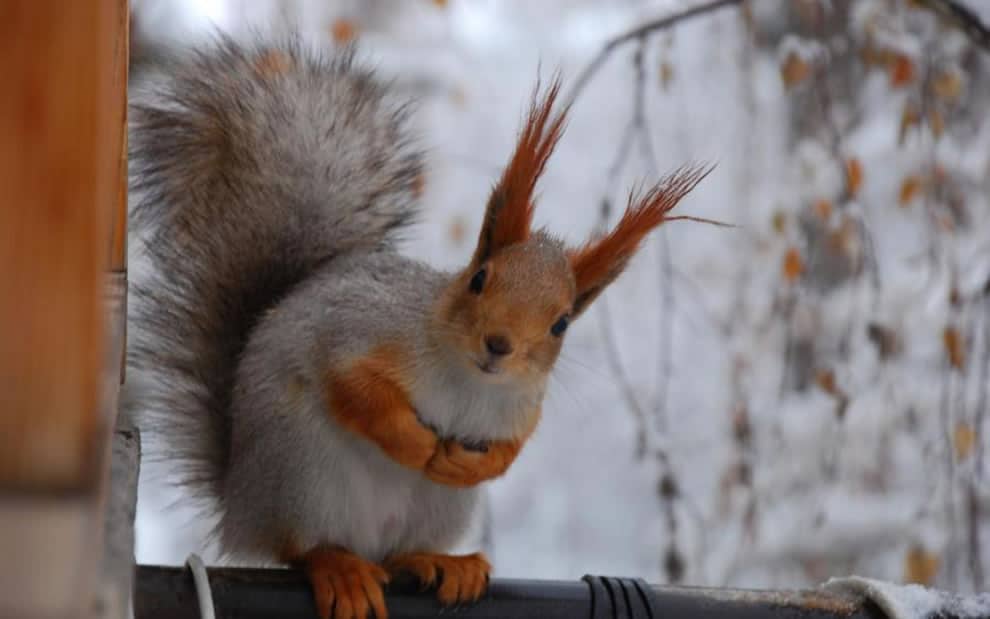 Busy-Little-Squirrel-Winter.jpg
